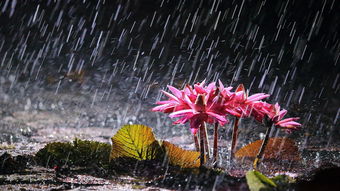 友谊梅雨的诗词