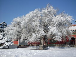 有没有等了10下雪的诗词