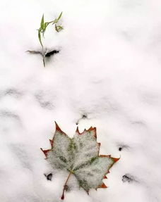 有关雪花的诗词