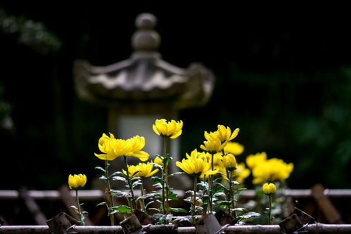 菊花与禅院的诗词