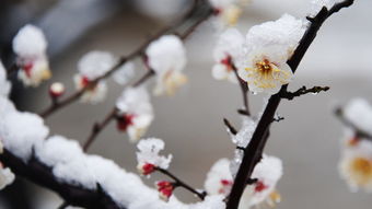 梅花和雪人比白的诗词