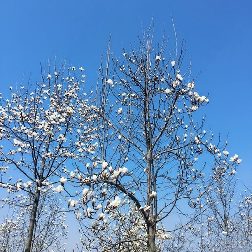 余杭超山有关梅花的古诗词