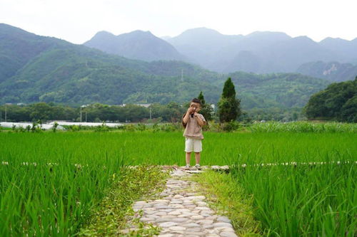 稻田,诗句,夏天