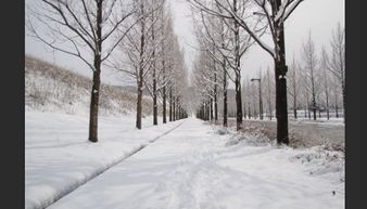 有没有关于雪景的诗句