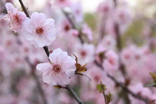 梨花,诗句,桃花,大全