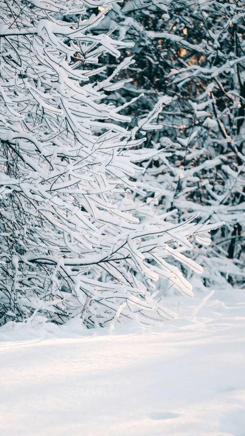 跟雪有关浪漫的诗句