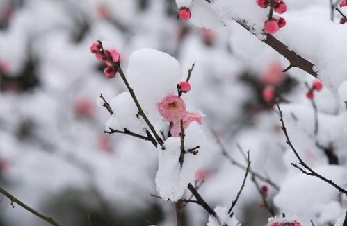 有关梅花的诗句梅花香自苦寒来