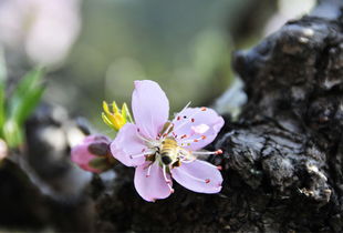 有关于春节和桃花的诗句