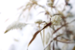 有关写花的现代诗句大全