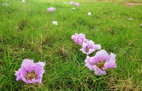 有关春雨落花的诗句