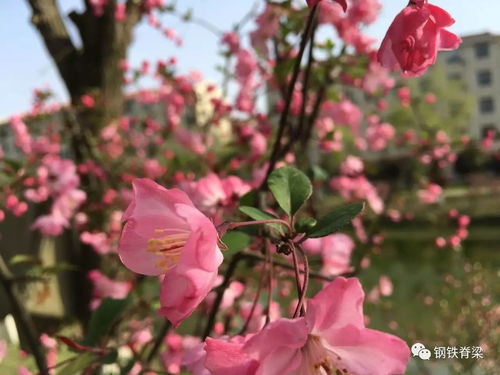 诗句,盛开,花朵