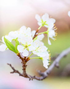 花开,诗句,春日