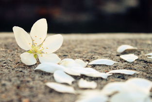 春雨,诗句,落花