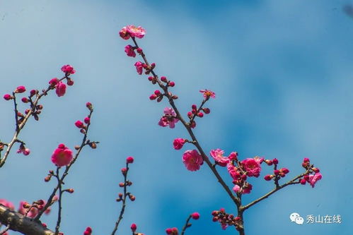 跟春与花有关的诗句