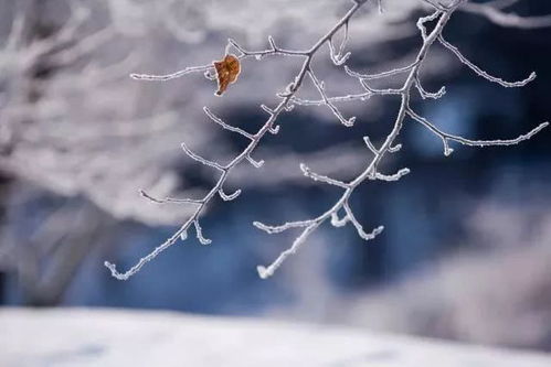 有关大雪初晴的诗句