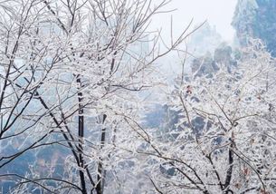 赞美冬雪的诗句有哪些,赞美冬雪的诗句古诗,赞美冬雪的诗句古诗大全