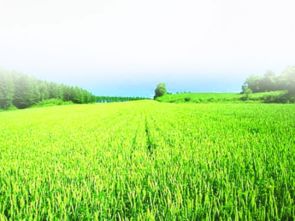 关于初夏的诗句有哪些,描写初夏的诗句,初夏雨后的诗句