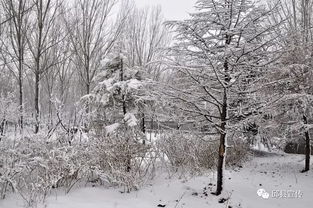 有关雪景美丽的诗句