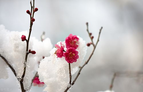 有关桃花梨花的诗句大全