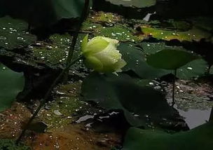 下雨天,诗句