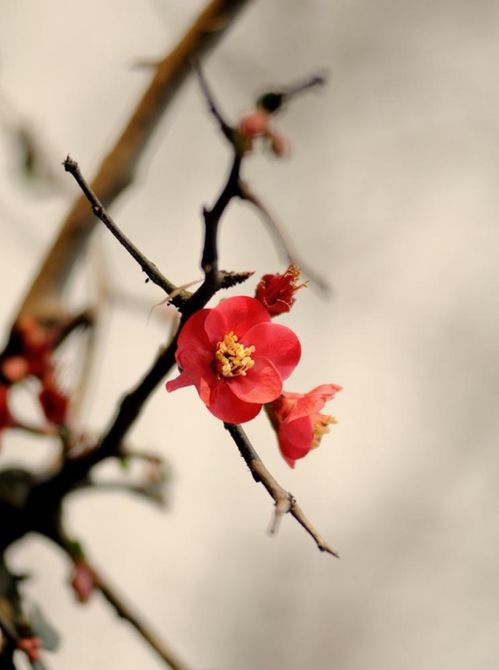 诗句,梅花,梅花香,自苦寒