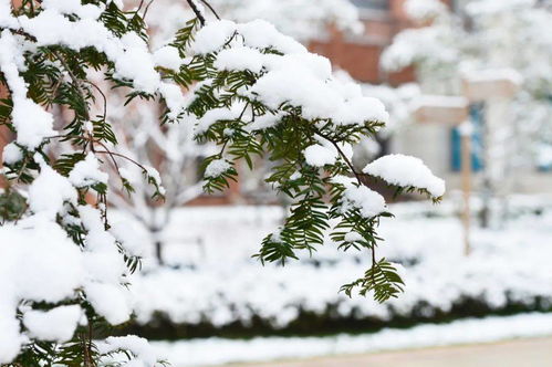 冬雪,诗句,赞美