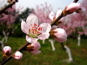 李白,诗句,桃花